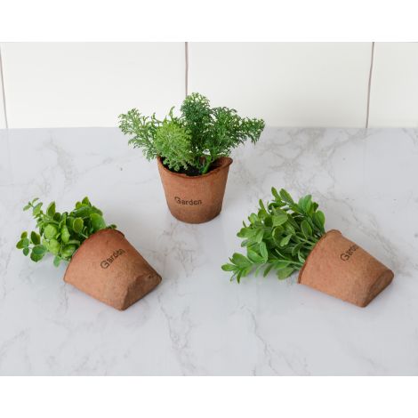 Window Sill Plants, Asstd Herbs