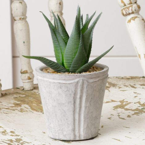 Potted Aloe, Sm 