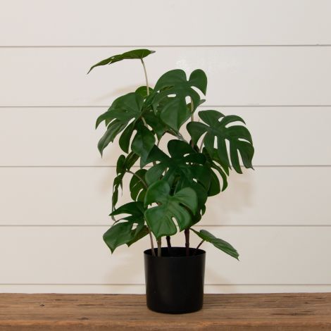 Potted Monstera Plant, Lg