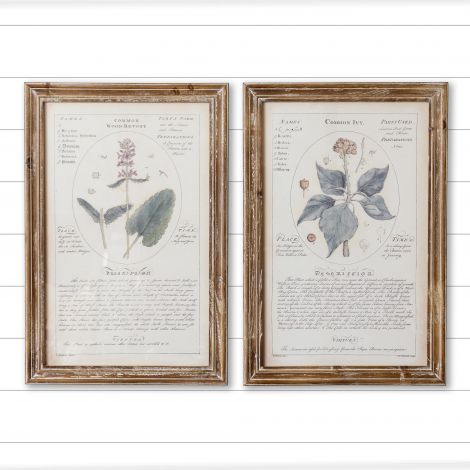 Framed Prints - Ivy And Wood Betony