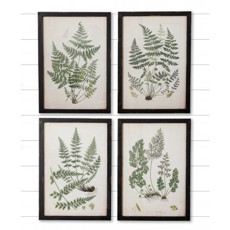Framed Prints - Ferns