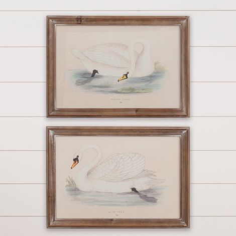 Framed Prints - Swans