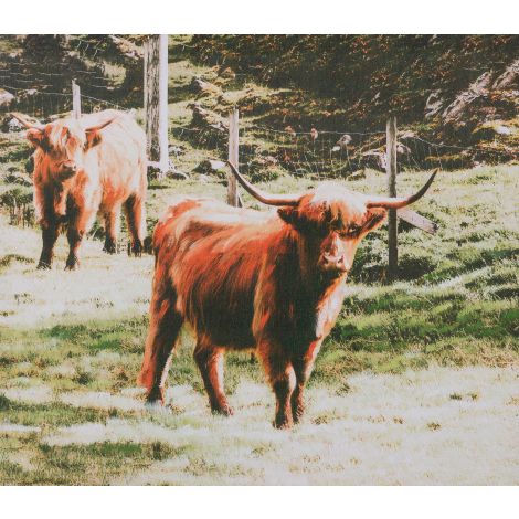Canvas - Highland Cattle