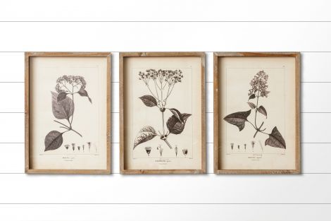 Framed Prints - Black And White Botanical